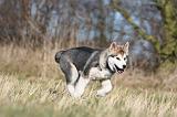 ALASKAN MALAMUTE 853